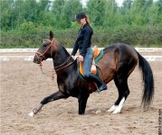 horse bow.jpg