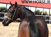 pure-persian-horse-2.jpg