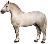 percheron_horse.jpg