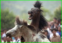horses-fighting_china.jpg