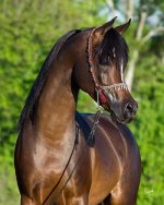 afrikhanshahheadneck2.JPG