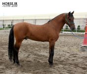 ilkhan-turkmen-horse2.jpg