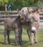 newDonkey.jpg