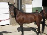 shiraz 040.jpg