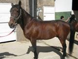 shiraz 041.jpg