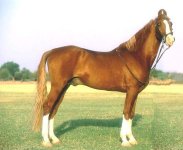 kathihorse.jpg