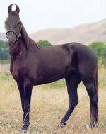 marwari1.jpg