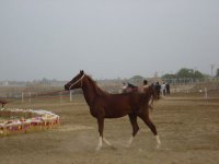 DSC00515.jpg