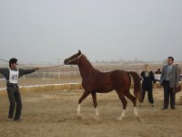 DSC00516.jpg
