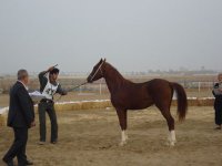 DSC00517.jpg