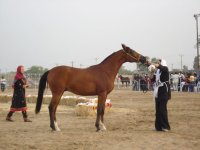 DSC00725.jpg