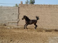 DSC02408.jpg