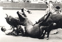 gored_horse.jpg