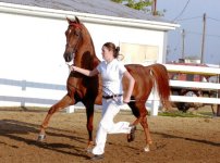 halter.jpg