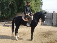 chaman.JPG