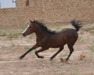sarir2.jpg