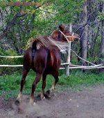 20090528356-۰۰۱ copy.jpg