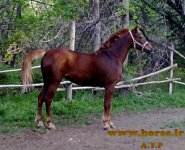 20090528357-۰۰۱ copy.jpg