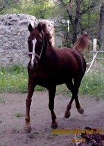 20090528367-۰۰۲ copy.jpg