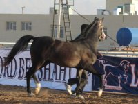 IMG_0362.jpg