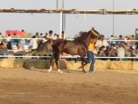 IMG_0364.jpg