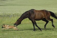 HorseDogBCroft_450x300.jpg
