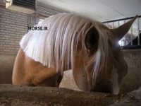 iranian akhal teke (1).jpg