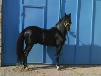 زاكرس.jpg