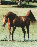 Affirmmed02.jpg