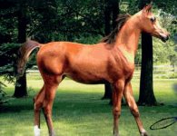 AffirmBaby3.jpg