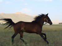 korhan (1).jpg