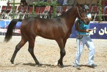 persian-asil-horse.2.jpg