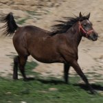 vaghefi (29).jpg