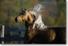 pic78MorganStallion-GoldTreeFlamboyant-EastOfEquinoxFarm,VT.jpg