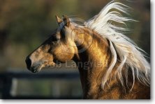 pic82MorganStallion-GoldTreeFlamboyant-EastOfEquinoxFarm,VT.jpg