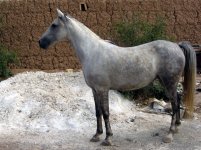 setare2.jpg