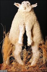 528325_orig.jpg