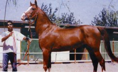 garabagh -tabriz.jpg