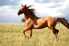 karabakh 02azerbaiajn.jpg