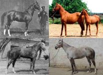 karabakh horse1azerbaiajn.jpg