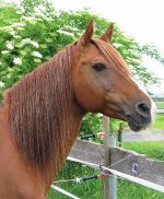 karabakh germany2.jpg