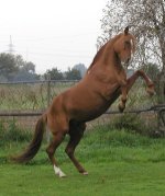 karabakh -germany.jpg