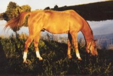 karabakh germany 4.jpg