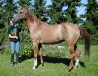 karabakh germany 5.jpg