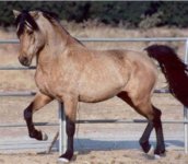 jafhorse kurd.jpg