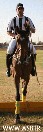 polo33.gif