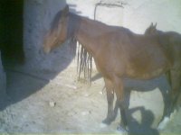 Recovered_JPEG Digital Camera_1093.jpg