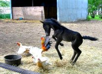 Foal9.jpg