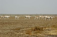 AsiaticWildAss06.jpg
