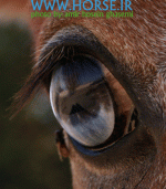 blue eyes horse.gif
